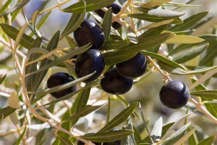 Are black Greek olives healthy?