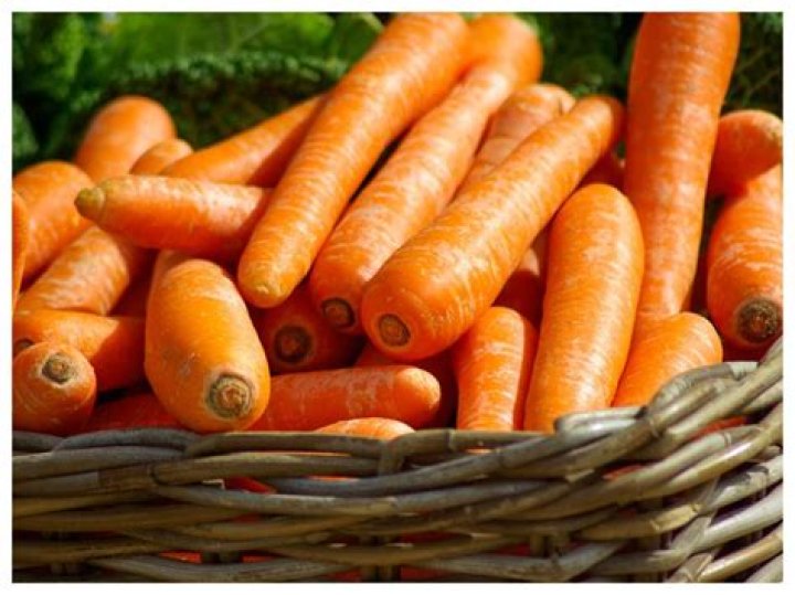 Are carrots good for deer?