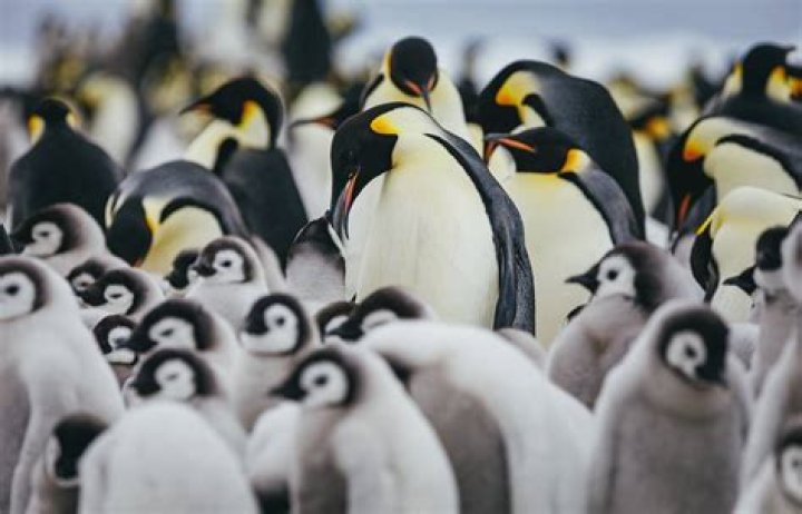 Are Penguin and Riddler enemies?