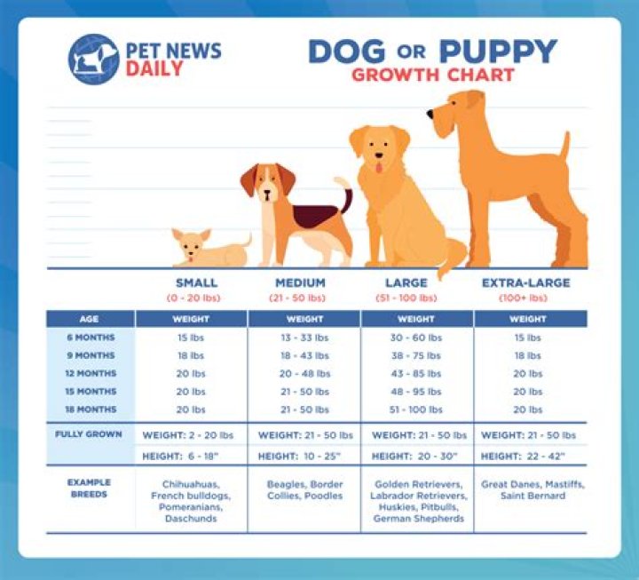 Can a 6 month old puppy walk 3 miles?