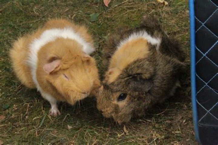 Can guinea pigs feel love?