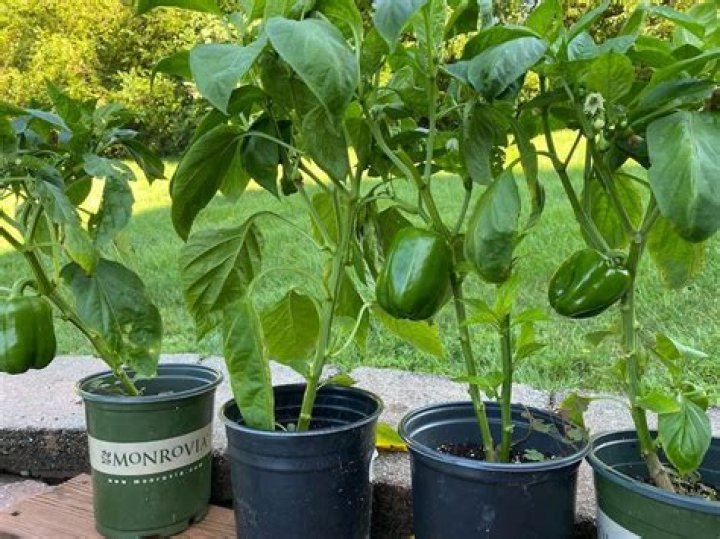 Can I plant peppers next to zucchini?