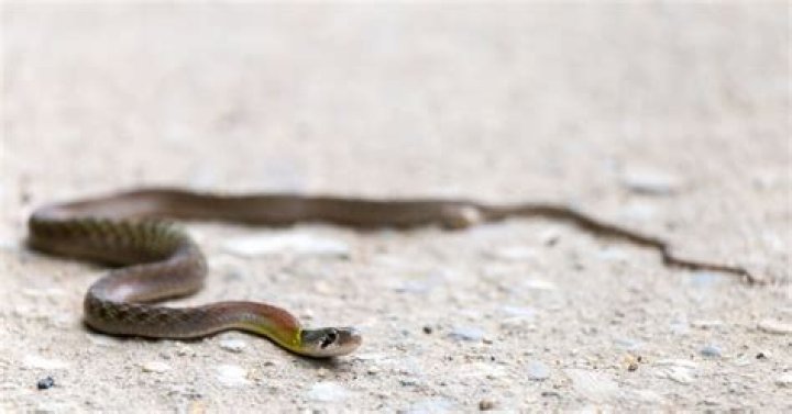 Can snakes get under garage doors?