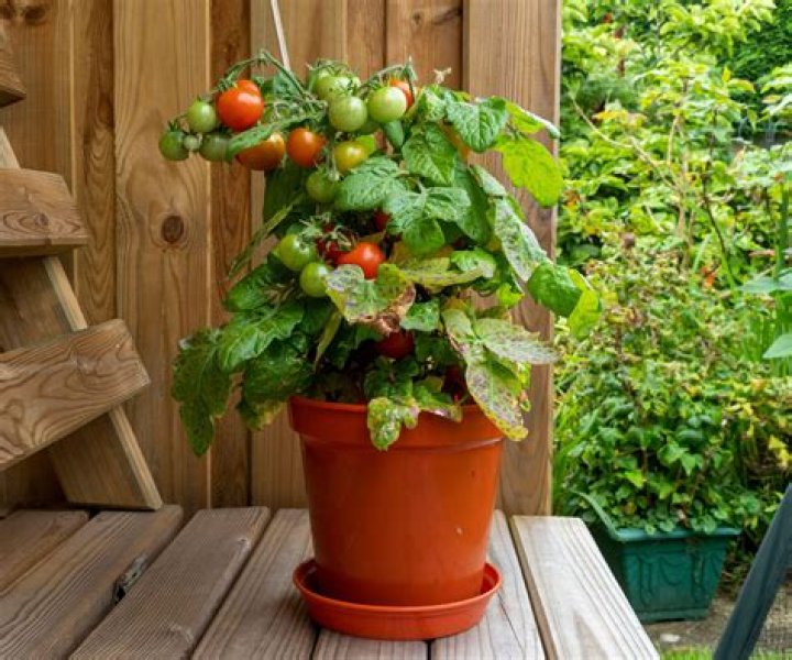 Can tomatoes still grow in the shade?