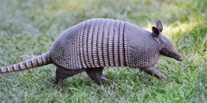 Can you eat a armadillo?