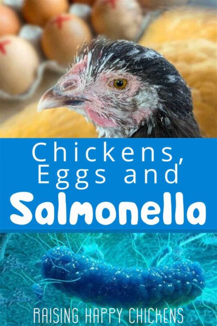 Do all chickens have salmonella?