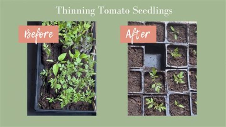 Do all seedlings need to be thinned?