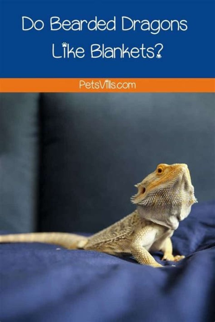 Do bearded dragons like blankets?