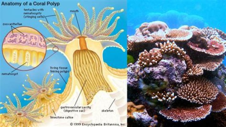 Do corals feel pain?