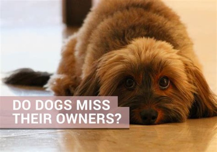 Do dogs miss us when we are gone?