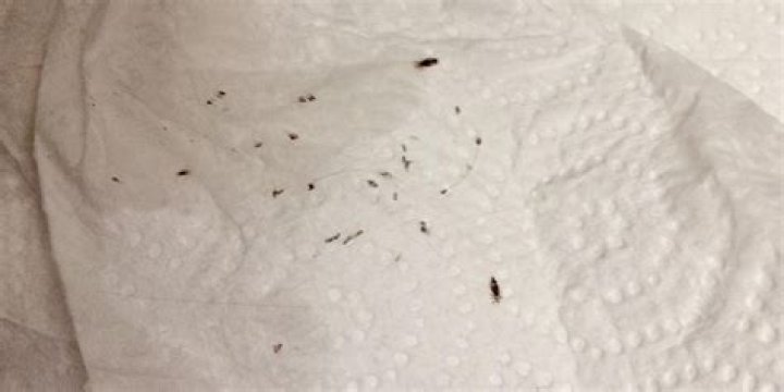 Do lice drown in water?