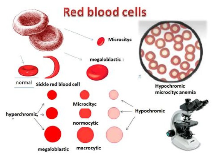 Do Sherpas have more red blood cells?