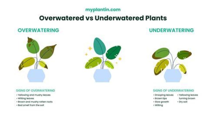 Do yellow leaves mean overwatering?