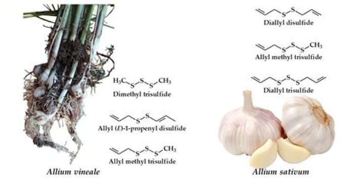Does garlic contain lead?