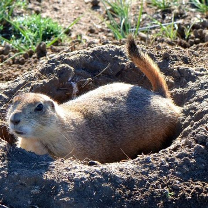 Does human urine keep groundhogs away?