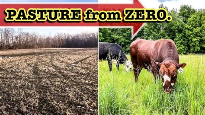 Does timothy make good pasture?