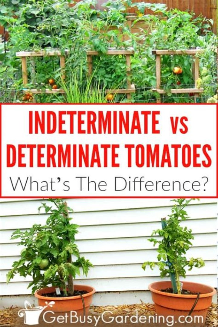 How can you tell if a tomato is determinate or indeterminate?