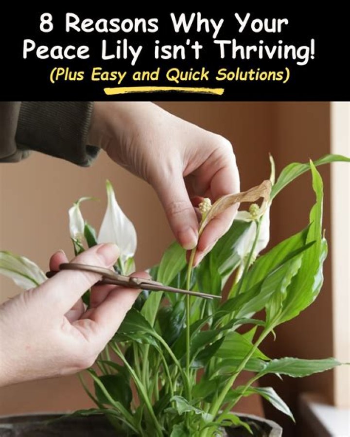How do I give my plant calcium?