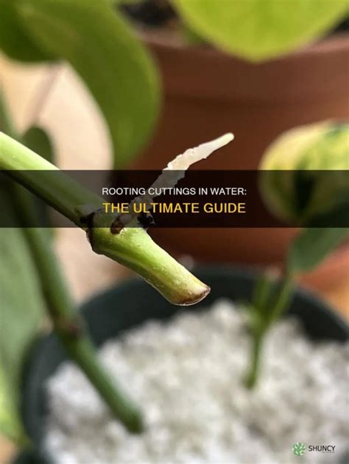 How do I know if my cuttings have rooted?