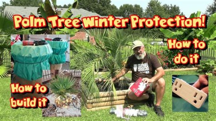 How do I protect my Christmas palms from freezing?
