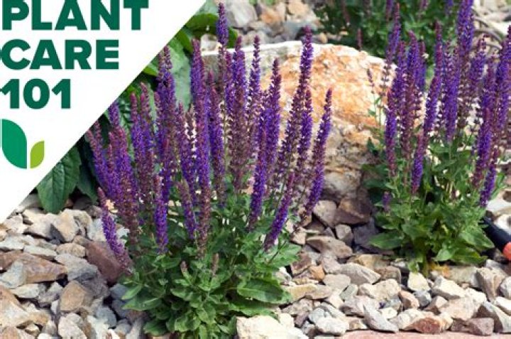 How do you grow salvia nemorosa Caradonna?