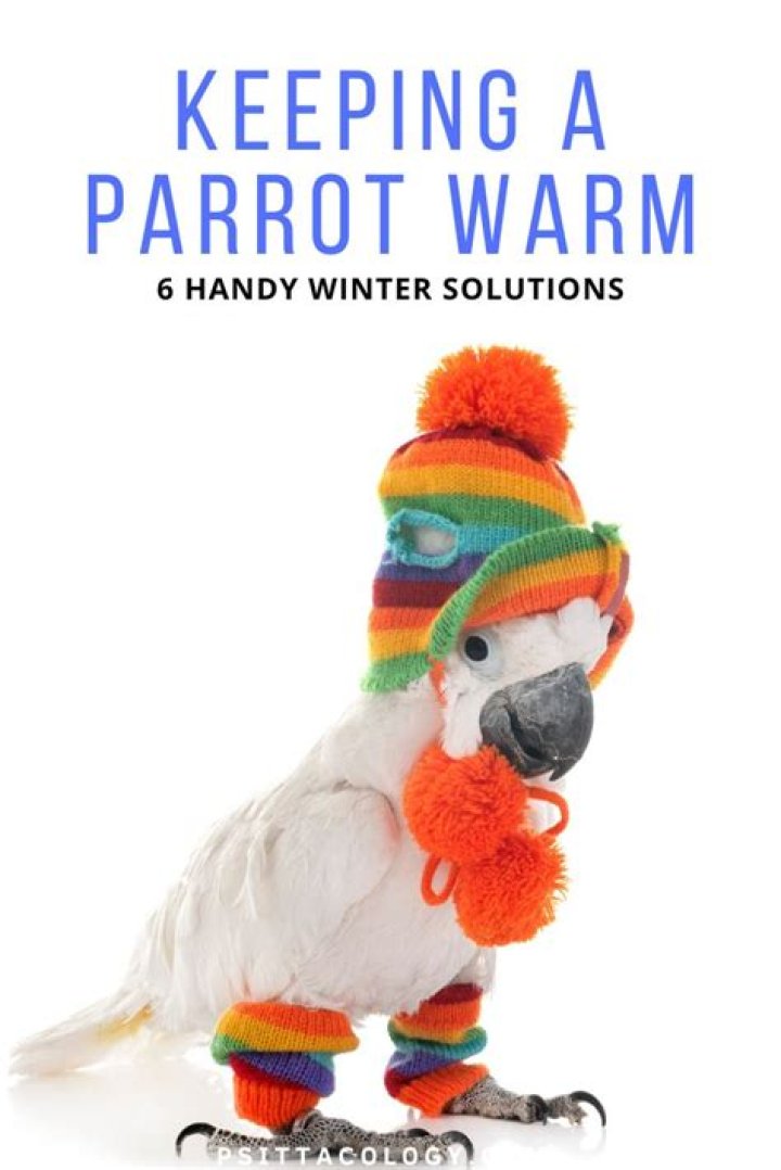 How do you keep a parrot warm without power?