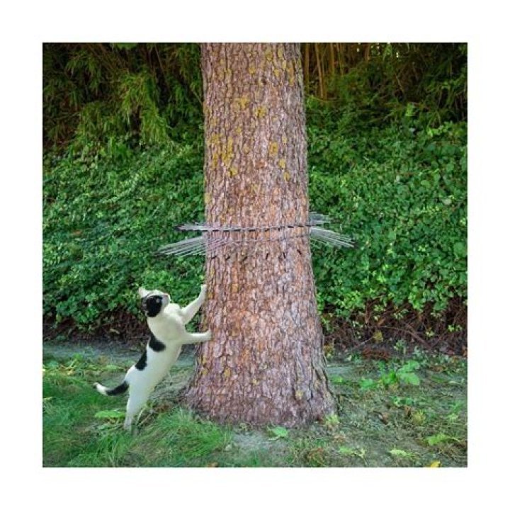 How do you keep cats from climbing on things?