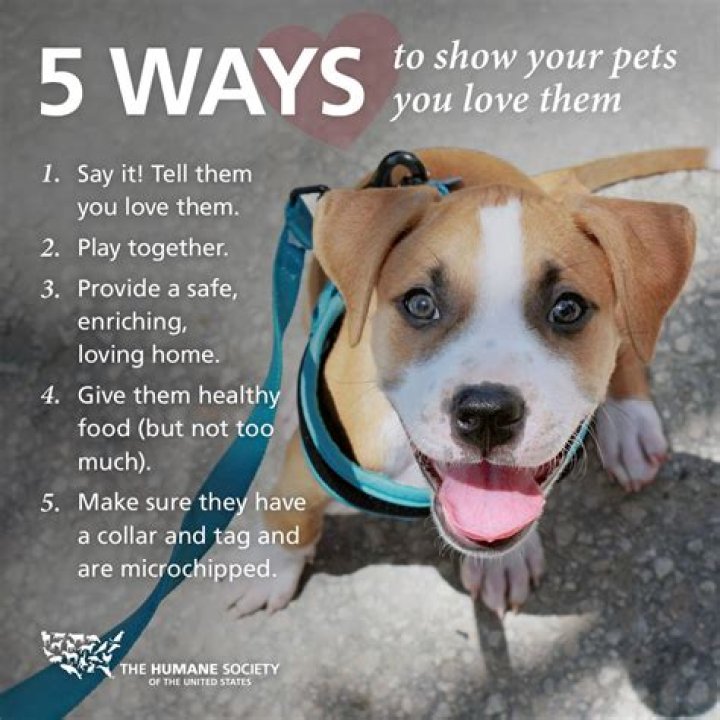 How do you show a dog you love them?
