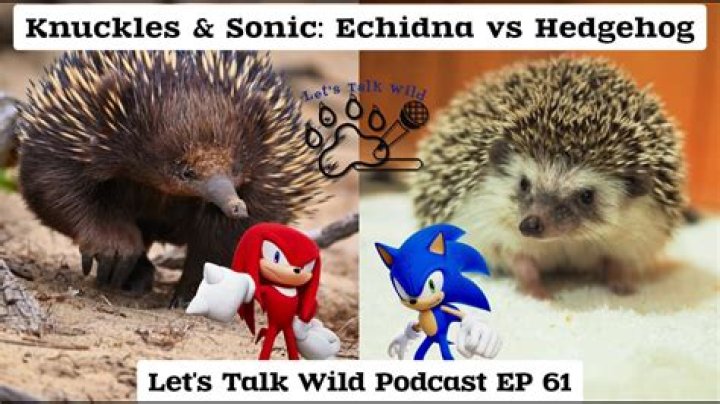 How do you tell a hedgehog from a Knarl?