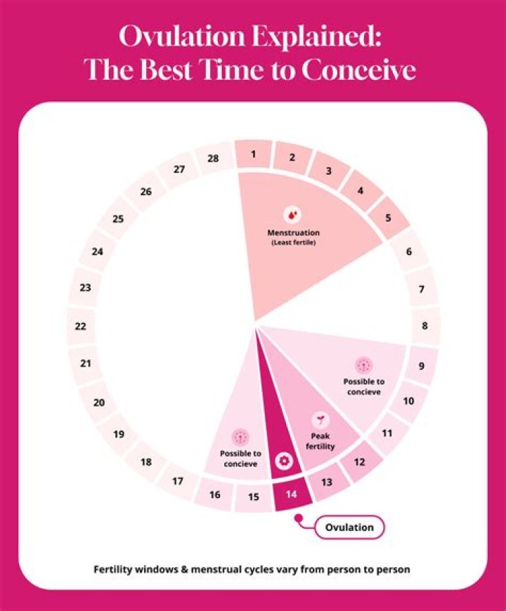 How many times should you try to conceive a day?