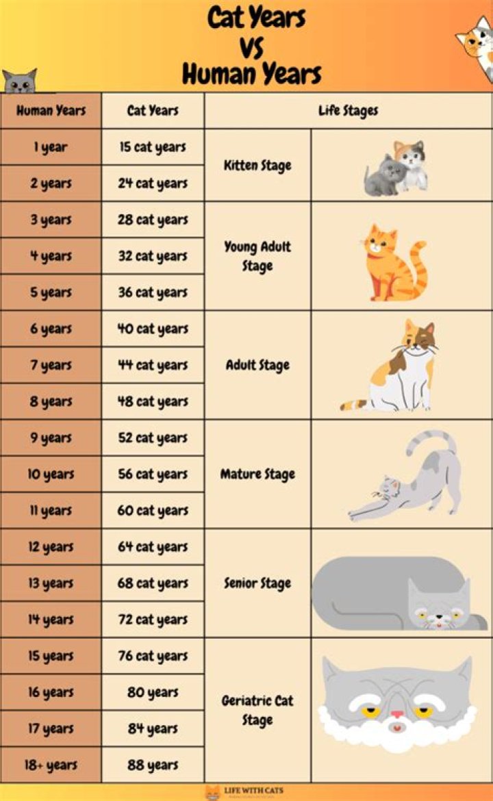 How old is a 16 year old cat in human years?