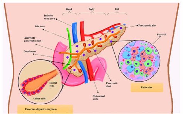 Is insulin endocrine or exocrine?