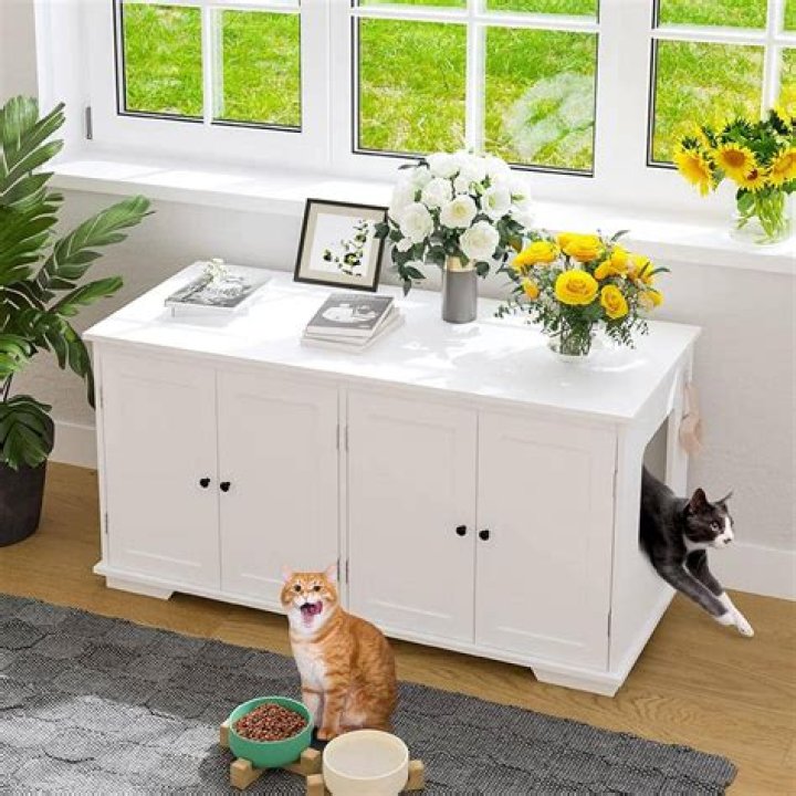 Is it OK to have a litter box in the kitchen?