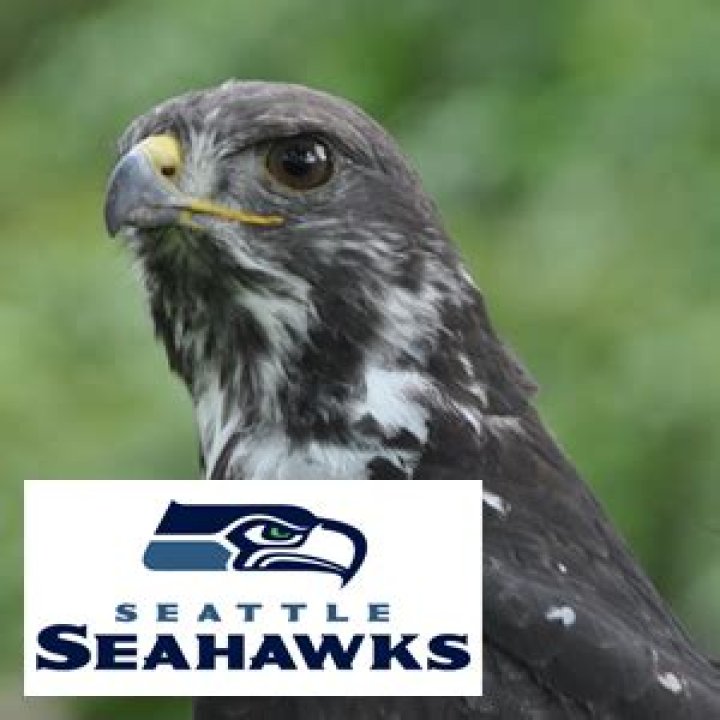 Is the Seahawk a real bird?