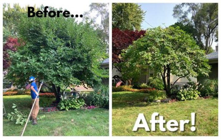 Should I remove trees next to house?