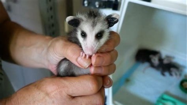 Should you feed possums?