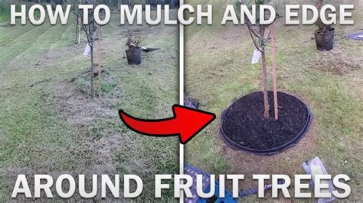 Should you mulch around fruit trees?