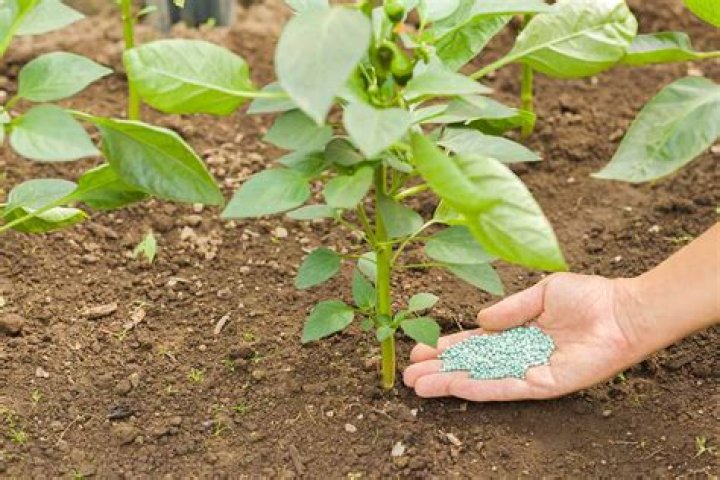 What's the best fertilizer for peppers?