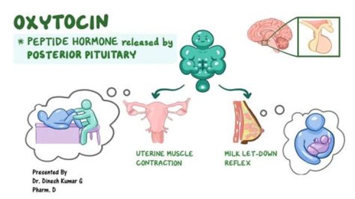 What happens if you lack oxytocin?