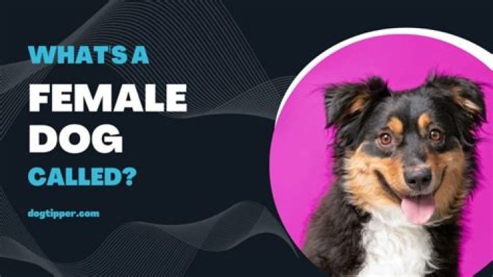 What is a female doctor called?