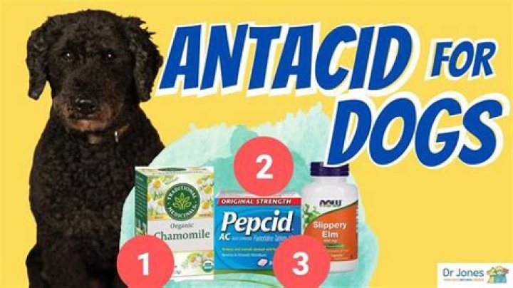 What is a good natural antacid for dogs?