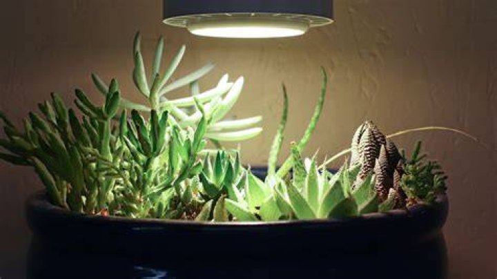 What is the best indoor light for succulents?
