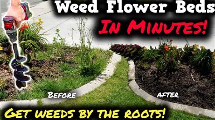What is the best way to get rid of weeds?