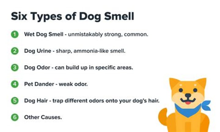 What smells do dogs like best?