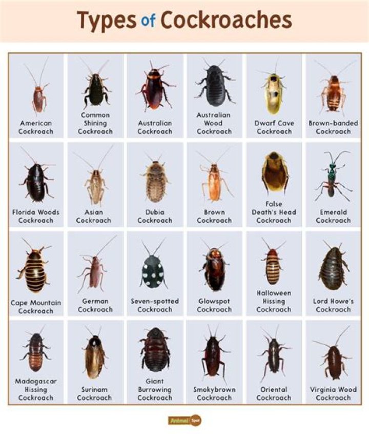 What time of day are cockroaches most active?