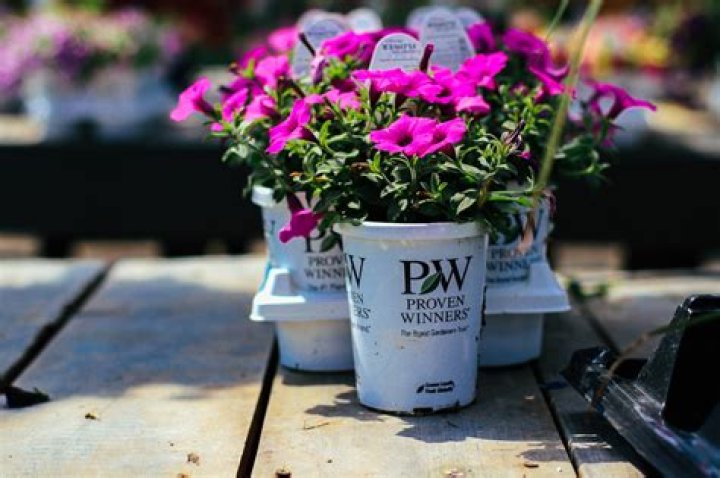 What time of day should you water roses?