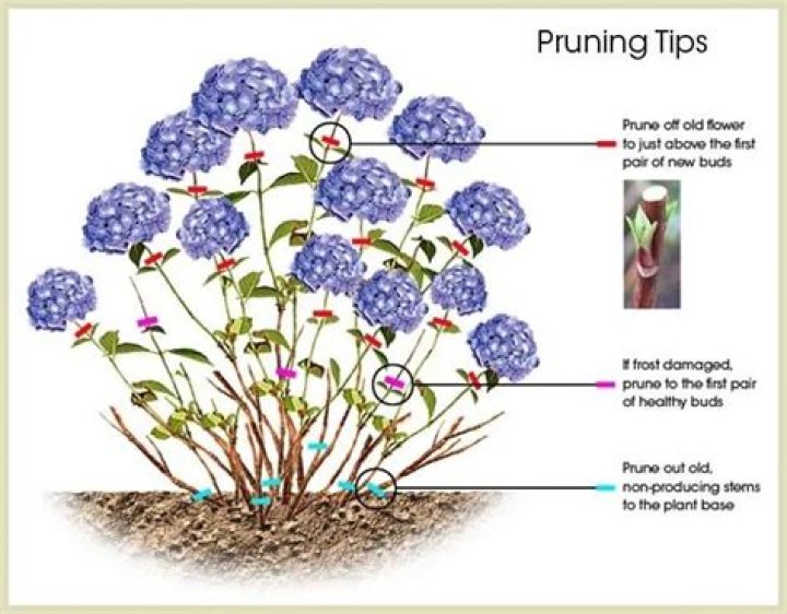 When should hydrangeas be cut back?