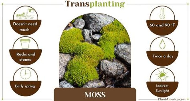 When should I transplant moss?