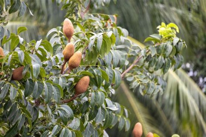 Where is mahogany tree found in India?
