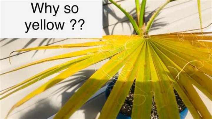 Why are my palm fronds turning yellow?